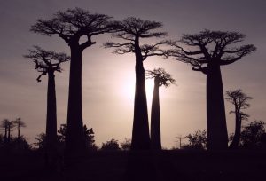 madagascar