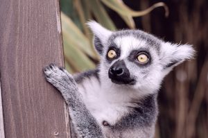 Madagascar